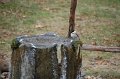 black-capped chickadee-bird-bath-fountain